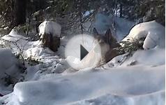 Охота на лосей с лайкой..m2t