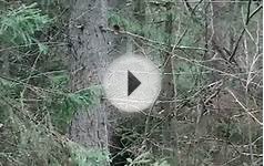 Охота с лайкой на лося.