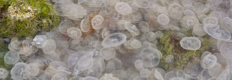 Медузы в Черном Море